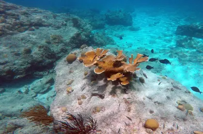 snorkel_safari_tour_-_Blue_Finn_9